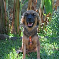 ADSILA, chienne à adopter