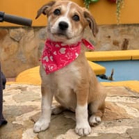 BROWNIE (Lara), chienne à adopter