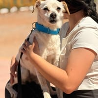 AURORA (Lara), chienne à adopter