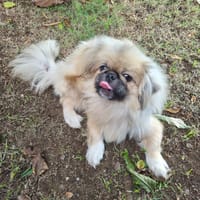 LALLO, chien à adopter