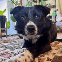 Arthur, dog to adopt
