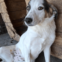 Carrie, female dog to adopt