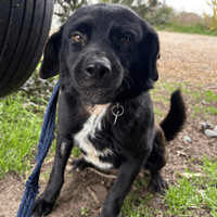 Callum, dog to adopt