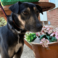 Zelda, female dog to adopt