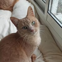 Maui Sauvagnon 21, chat à adopter