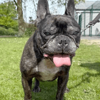 Bam Bam, dog to adopt