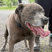 Dave and Betty, dog to adopt