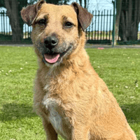 Molly, female dog to adopt