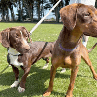 Xena and Nymeria, female dog to adopt