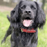 Violet, female dog to adopt