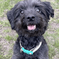 Melwood, dog to adopt