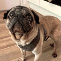 Reggie, dog to adopt