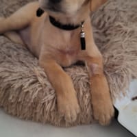 Sirena, bébé rescapée, chienne à adopter