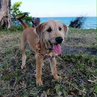 Youpi, bébé joyeux, chien à adopter