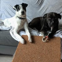 Paty, la douce créole, chienne à adopter