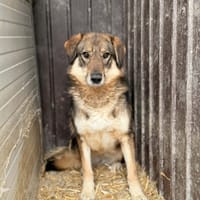 Tara, chienne à adopter