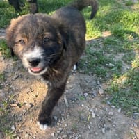 Bee, chienne à adopter