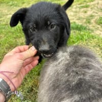 Vino, chien à adopter