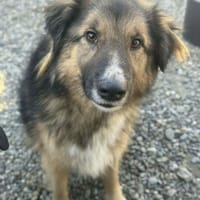 Atlas, chien à adopter