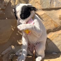 ELY (LARA), chienne à adopter