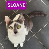 SLOANE, chatte à adopter