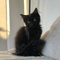 Miko, chatte à adopter
