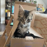 Iraku, chat à adopter