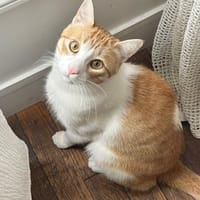 Miki, chat à adopter