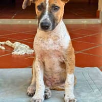 Rex, Mâle, X Berger, né le 01/12/2025, chien à adopter