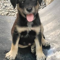 Patou, mâle, X Berger, né le 13/02/2026, chien à adopter