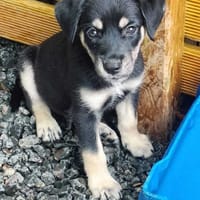 Patou, mâle, X Berger, né le 13/02/2026, chien à adopter