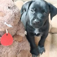 Lucrèce, femelle, Berger, née le 13/02/2026, chienne à adopter