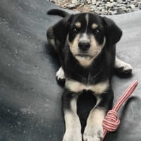 Laya, femelle, X Berger, née le 13/02/2026, chienne à adopter