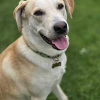 Grenache, Mâle, X Berger, né le 14/07/2025, chien à adopter