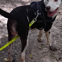 ✨️ DENISE ✨️ 🐶, chienne à adopter