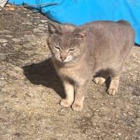 Ysis, chatte à adopter