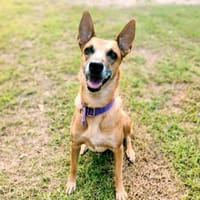 ✨️ MALIA ✨️ 🐶, chienne à adopter