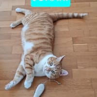 JOKARI, chat à adopter