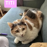 TITI, chatte à adopter