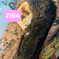 ZIBA, chatte à adopter