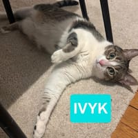 IVYK, chat à adopter