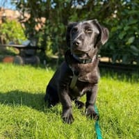 Papy sucht sein Zuhause, Hund zur Adoption