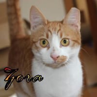 Vermittlungshilfe Zora 86685 Huisheim, Katze zur Adoption