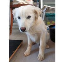 Max sucht liebevolle Menschen, Hund zur Adoption