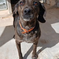 Vicky liebt Menschen, Hündin zur Adoption