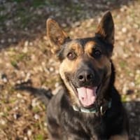 Liebevolle Hündin COURTNEY sucht Zuhause, Hündin zur Adoption