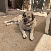 Ira hat ihr Zuhause verloren, Hündin zur Adoption