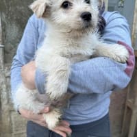 Lenny, ein Welpe, Hund zur Adoption