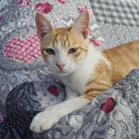 Kletterkatze Maverick sucht Zuhause!, Kater zur Adoption