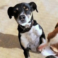 Ballverrückter Sparty sucht Zuhause, Hund zur Adoption